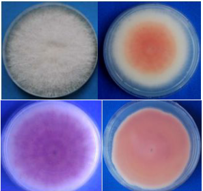 A Diagnostic Guide for Fusarium Root Rot of Soybean
