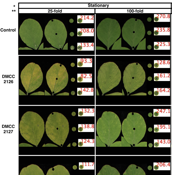 Secondary metabolites produced by Xylaria necrophora are responsible for foliar symptoms associated with taproot decline of soybean