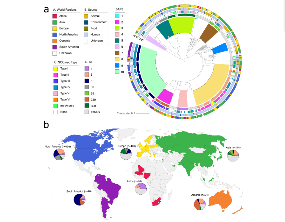 Evolutionary dynamics of the accessory genomes of Staphylococcus aureus
